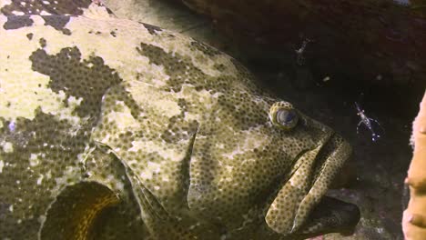 Grouper-and-cleaning-shrimp