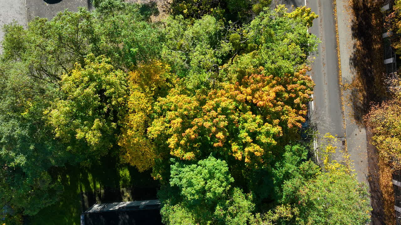 Aerial shot of vibrant autumn trees in Sopot showing mixed green, yellow, and orange foliage