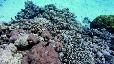 Unterwasserszene-Mit-Farbenfrohen-Korallenriffen-Und-Tropischen-Fischen,-Die-Im-Klaren-Blauen-Wasser-Schwimmen