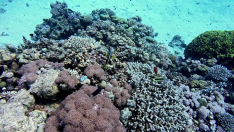 underwater scene with colorful coral reef and tropical fish swimming in clear blue water