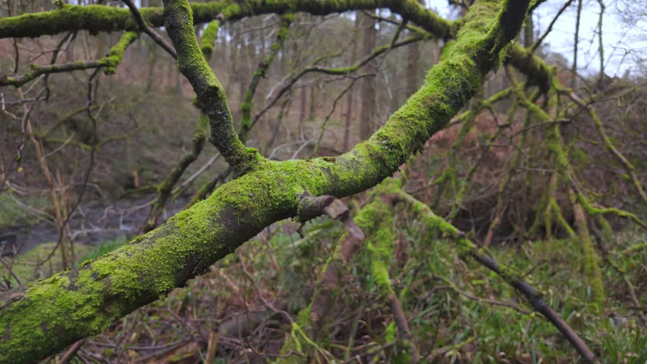 vistas del bosque de un árbol alto cubierto de musgo