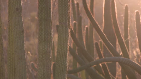 cactus in the desert, tight shot into the sun