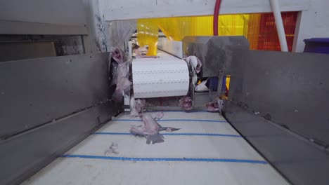fishery industry: the conveyor belt of a fish fillet processing system, transporting valuable seafood parts