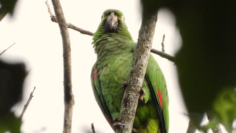 un loro maduro con plumas verdes está sentado en una rama desnuda y gritando