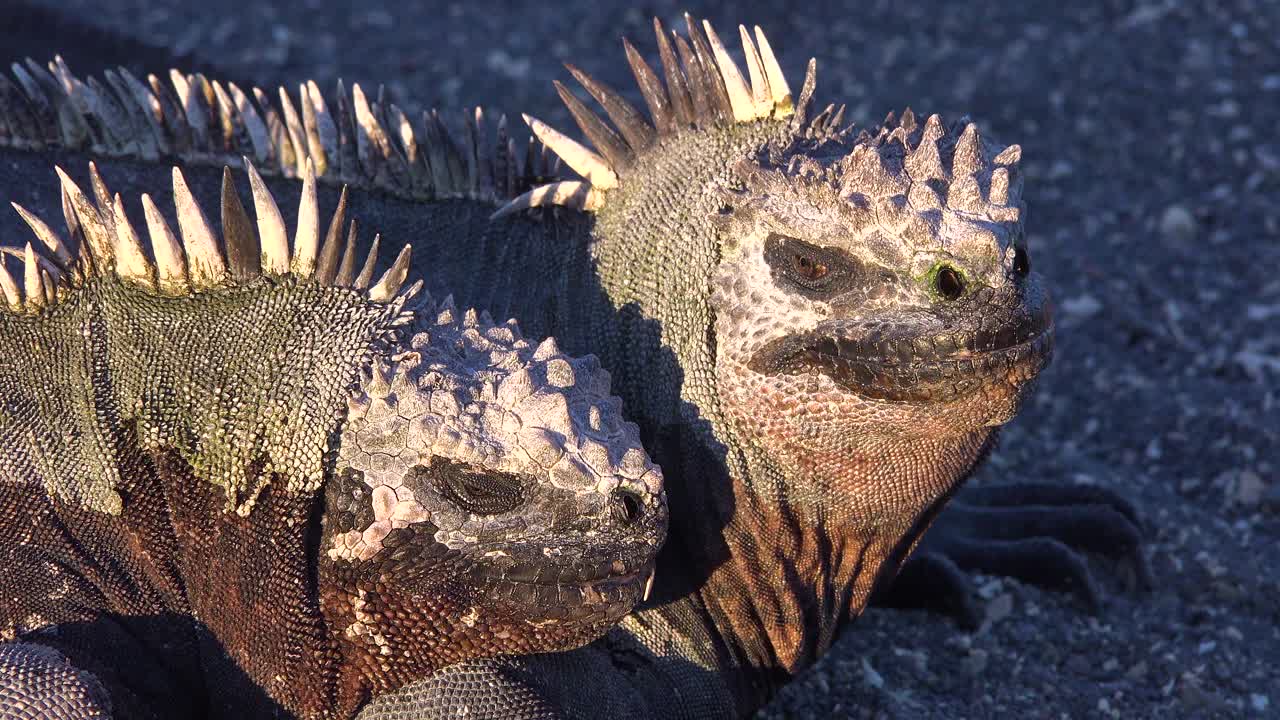 морские игуаны греются на солнце на галапагосских островах эквадор 3