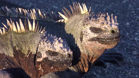 marine iguanas bask in the sun in the galapagos islands ecuador 3