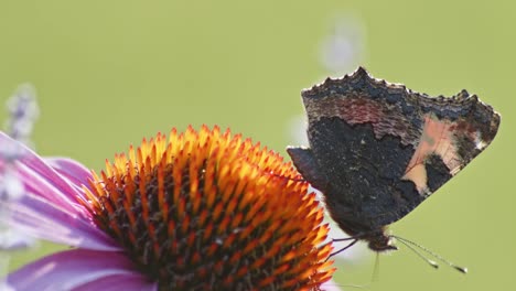 one small tortoiseshell butterfly feeds on orange coneflower in sun light-4