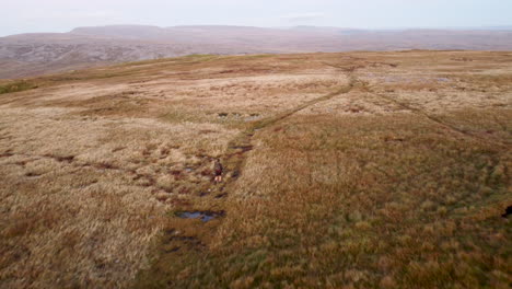 4K-Aerial-Drone-Moving-Over-Hiker-on-Moor-With-Mountain-Background-and-Blue-Sky-in-Brecon-Beacons,-UK