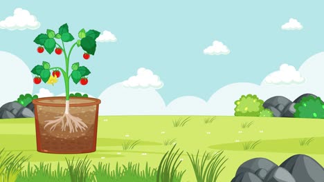 animación educativa del crecimiento de una planta y de las partes de la flor