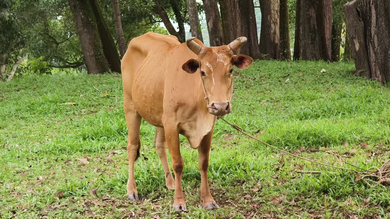 La mucca marrone in un campo