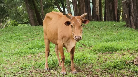 brown cow in a field