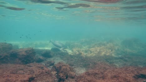 monk seals swimming through sunny patch of kelp, looking at the camera