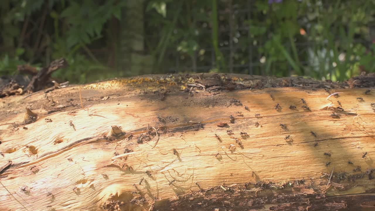 숲 속의 마른 나무 줄기를 걷고 있는 많은 검은 개미들