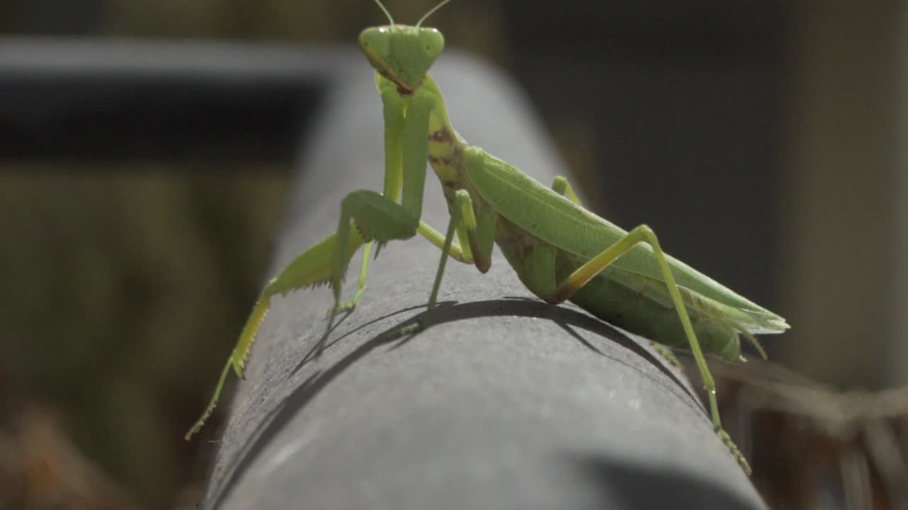 Filmato di una mantide religiosa verde, seduta su una ringhiera metallica nera, che guarda la telecamera frontalmente, in slow motion.