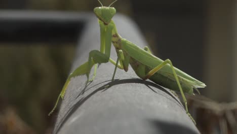 footage of green praying mantis, sitting on a black metal rail, looking at the camera front view, slow motion