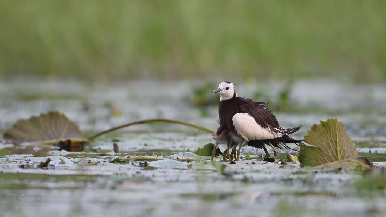 Jacana codafasciata che salva i pulcini dalla pioggia.
