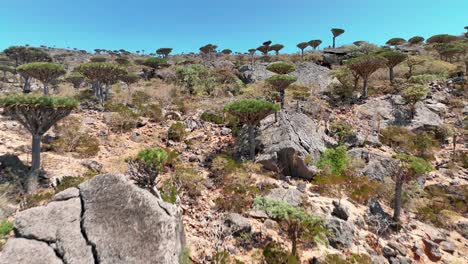 enfoque aéreo en la meseta de diksam con árboles nativos de sangre de dragón en socotra, yemen