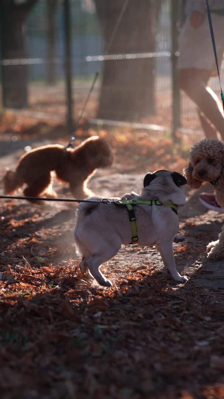 가을 공원에서 놀고 있는 개들
