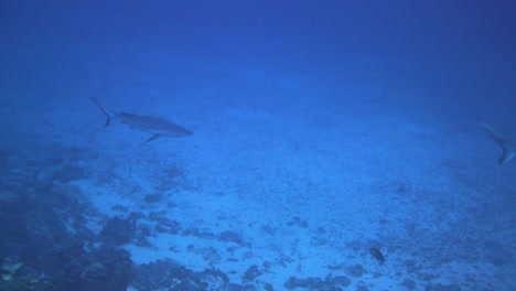 two big sharks is hunting in the deep blue