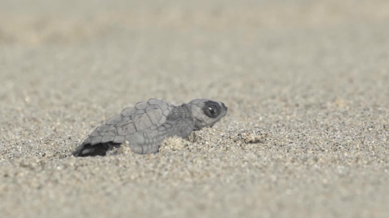 Marine baby turtle on a beach in Oaxaca, Mexico. It is shown on the sand, a determined distance from the water, engaged in the instinctive, high-stakes race to reach the Pacific Ocean