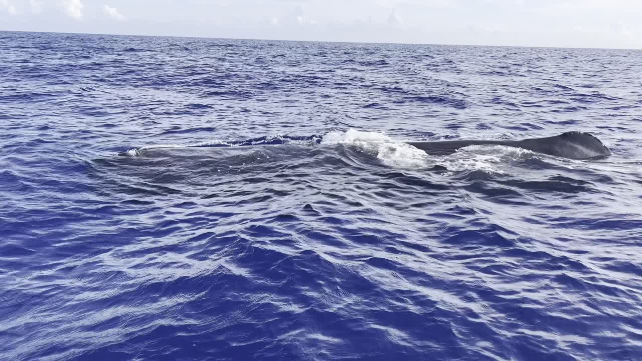 거대한 어리 고래가 바다 표면에 앉아서 공중에 거대한 안개를 어 낸다.