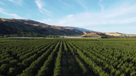 drone views of cherry orchards in cromwell, otago, new zealand