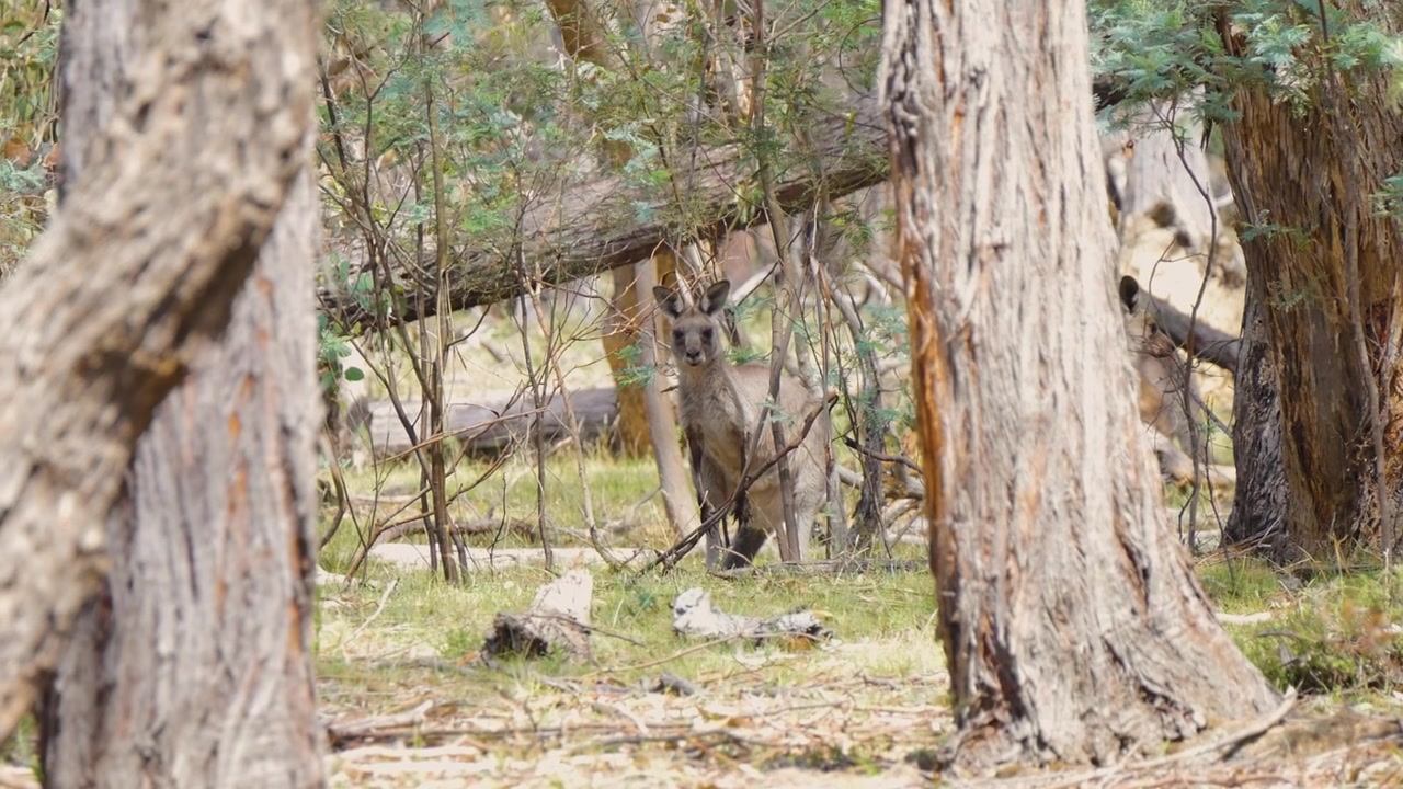Gruppo di canguri tra gli alberi
