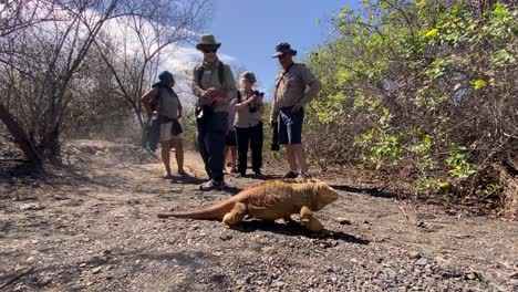 an iguana crosses the path of some delighted tourists in the galapagos