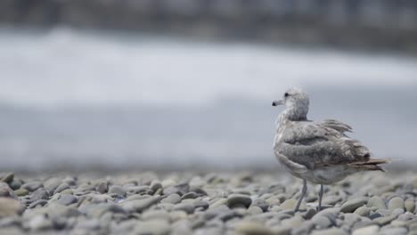 seagull raises its head in beautiful slow mo looking out over beach 4k