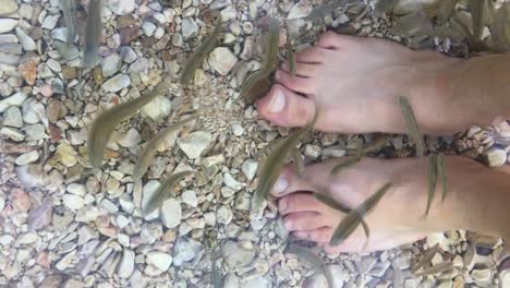 water surface naturally vibrating by micro wave of qanat underground watering ancient traditional system foot care therapy by fish healthy for skin care beauty relax spa in iran desert female feet