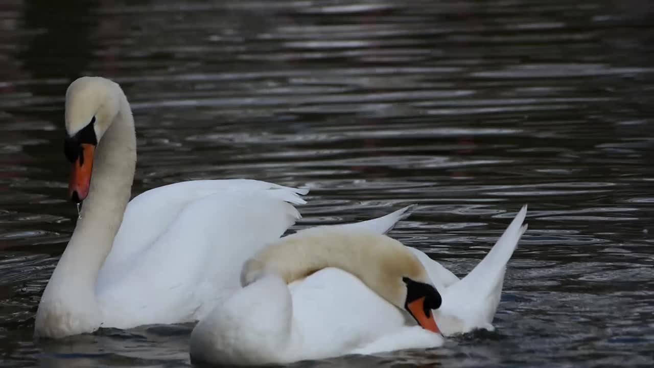 Swans washing while enjoying the lake