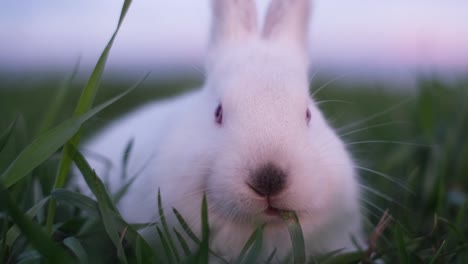 a beautiful cute bunny is eating green grass. slow motion. 4k video