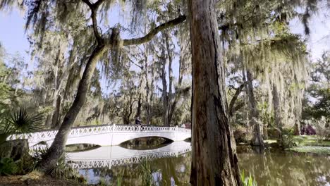 long-bridge-at-magnolia-gardens-in-charleston-sc,-south-carolina