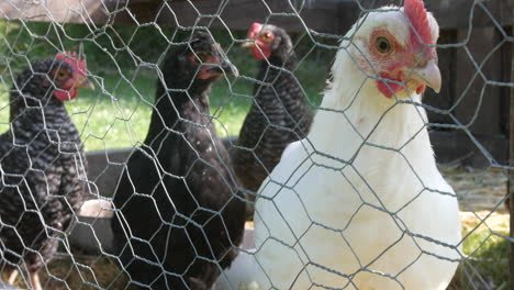 Close-up-of-white-chickens-in-a-coup-on-a-farm-behind-chicken-wire