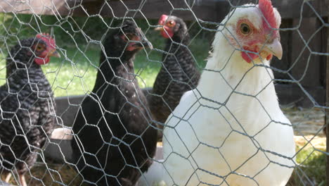 close up of white chickens in a coup on a farm behind chicken wire