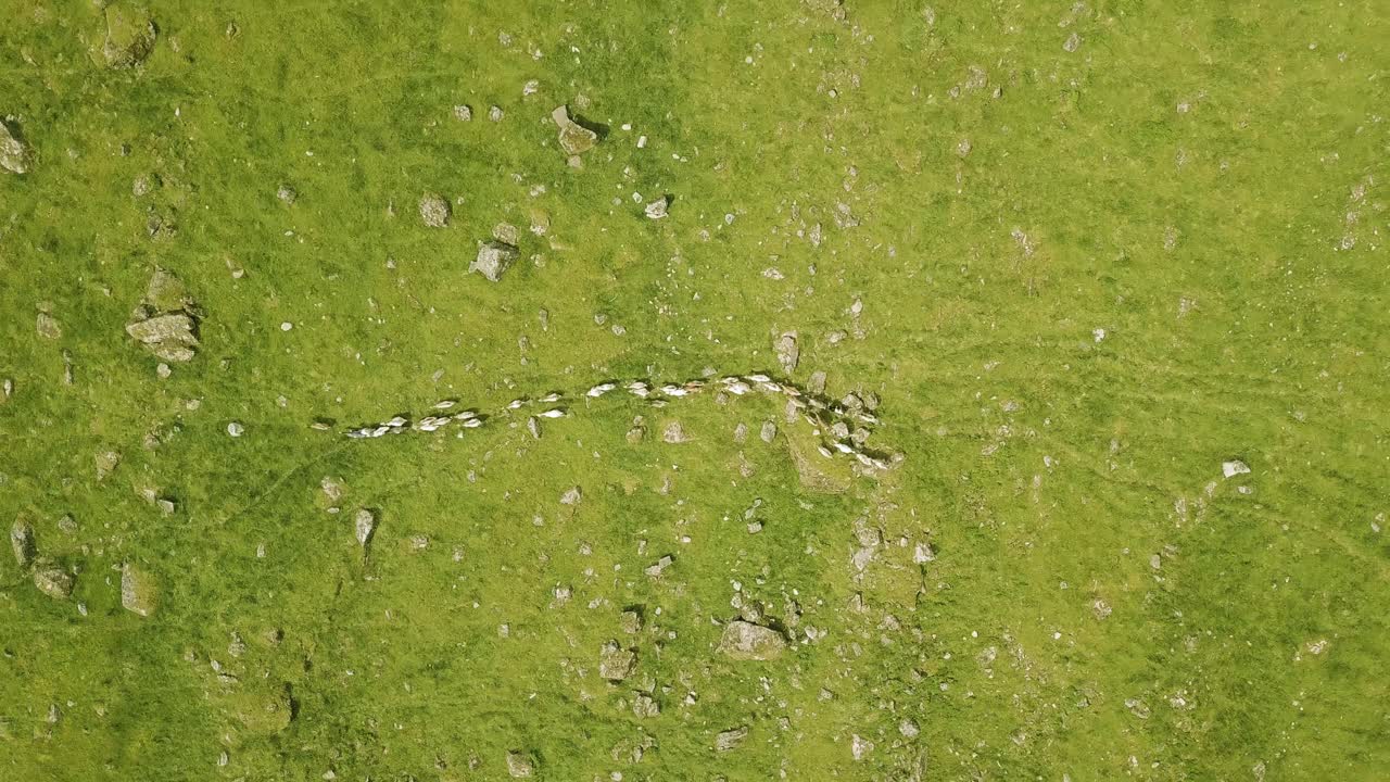 산속을 여행하는 산양 떼의 공중 하향식 전망