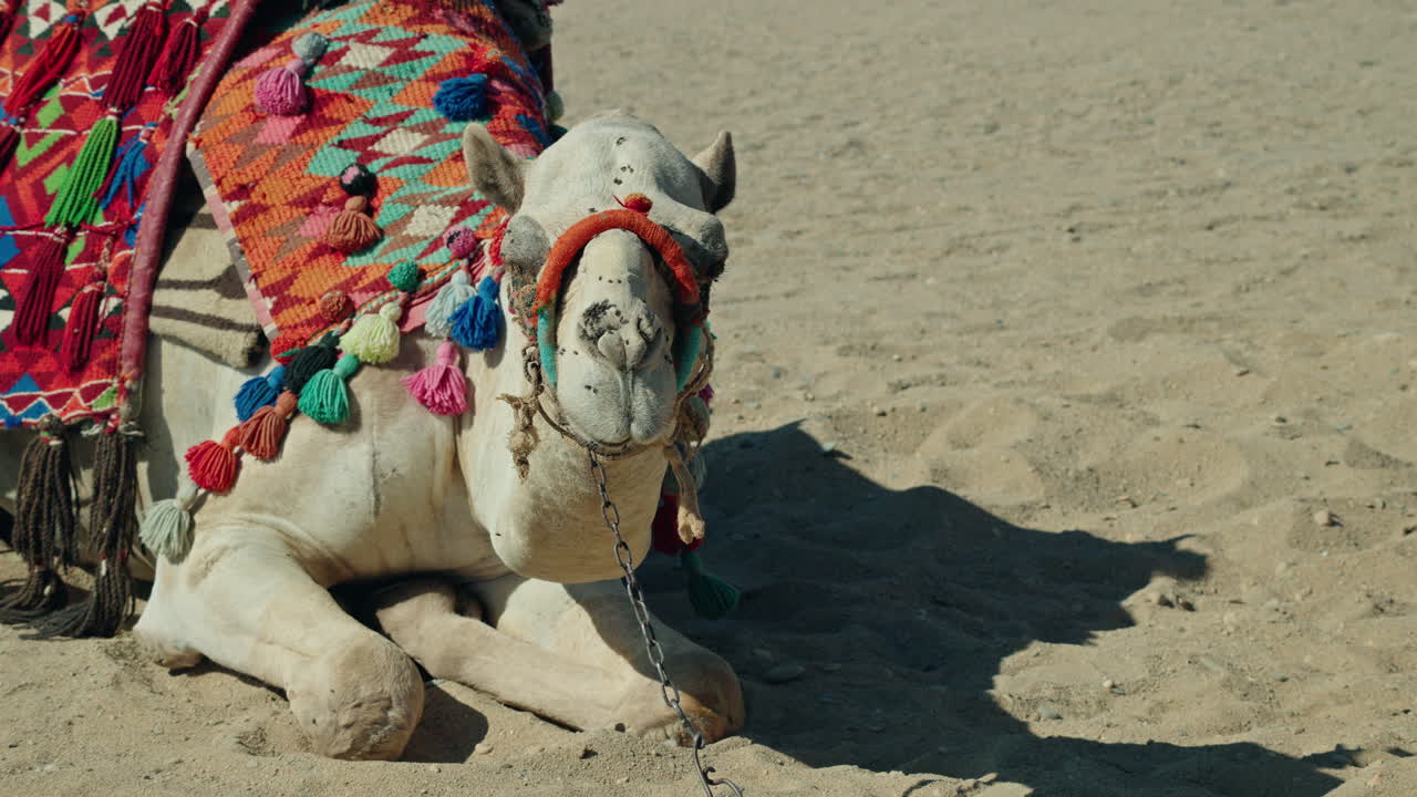 Camel Resting in the Desert