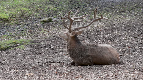 Deer-with-antler-sitting-on-the-ground-at-a-wildlife-Park,-looking-around,-Brudergrund,-Erbach,-Germany