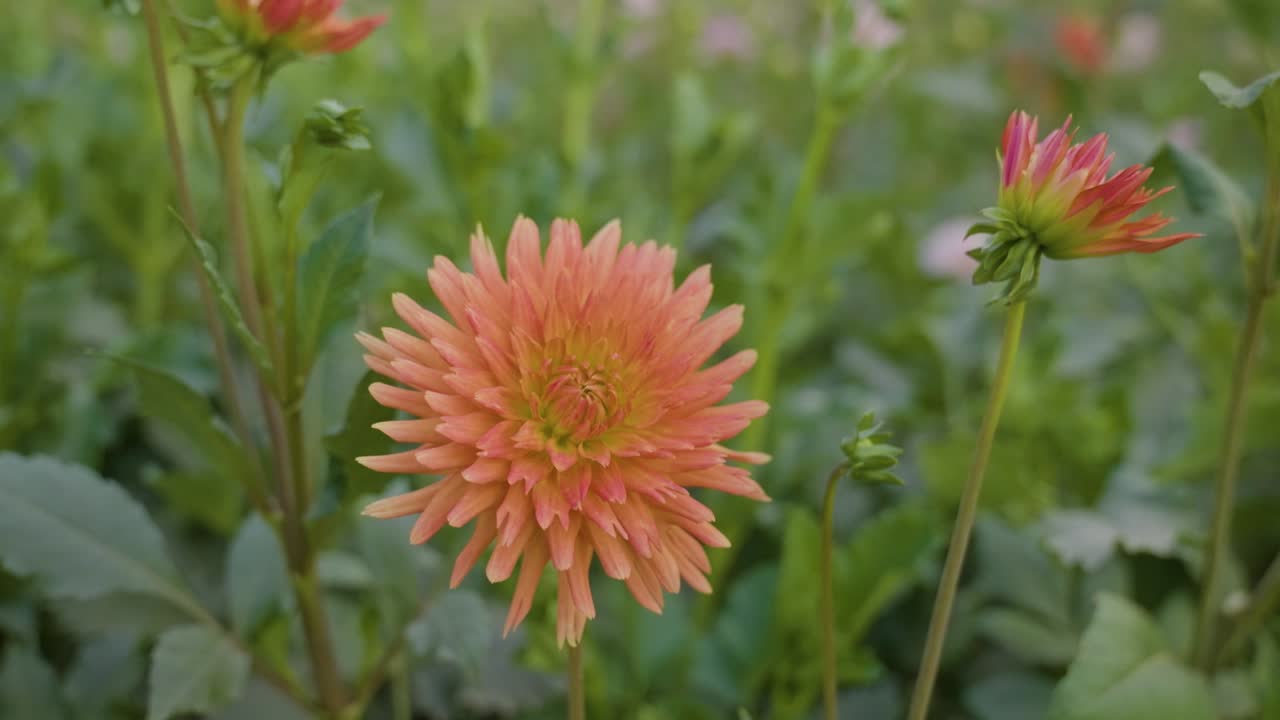 Close up shot of a colorful peach pink flower surrounded by green leafs