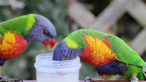 colorful lorikeets eating from a small container