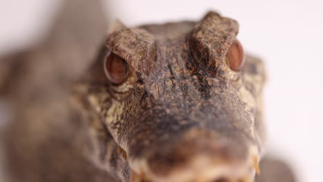 cuviers-dwarf-caiman-macro-face-closeup