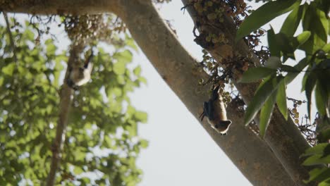 Bat-upside-down-hanging-from-tree-and-looking-down,-backlight-by-sun-on-summer-day