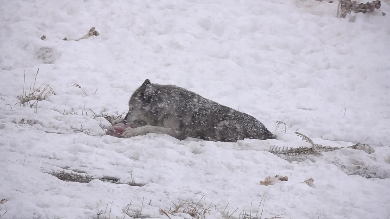 Alaskan Tundra Wolf eating meat during a snowstorm