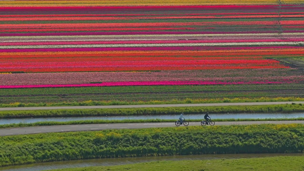 Persone in bicicletta attraverso campi di tulipani olandesi colorati