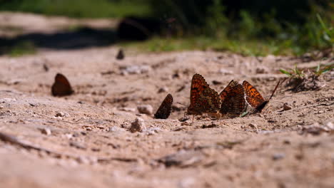 la mariposa azul se unió a las mariposas rojas en busca de alimento