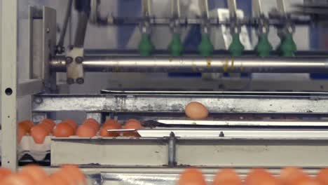 eggs moving on the production line