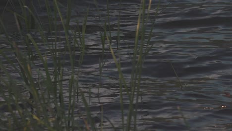 water and grass at dusk