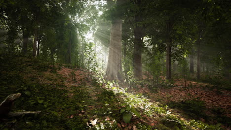 niebla de verano en el bosque