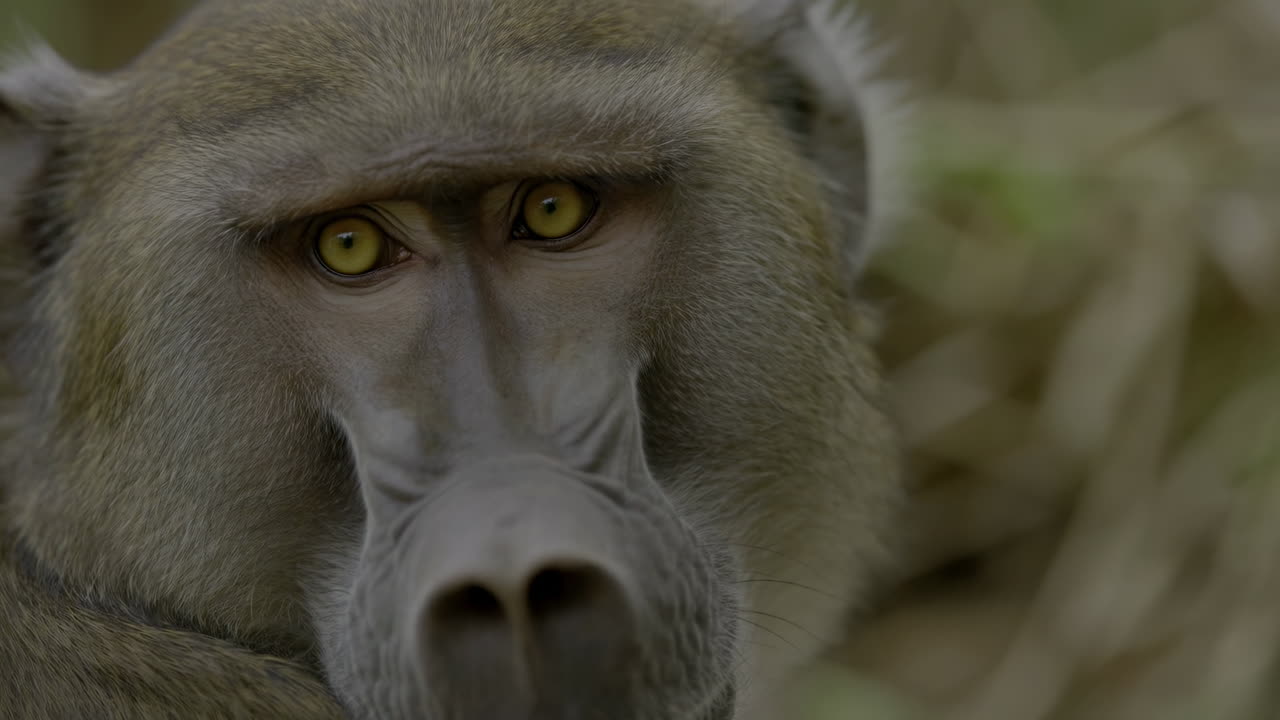 Close-up portret van een baviaan die staart met intense gele ogen
