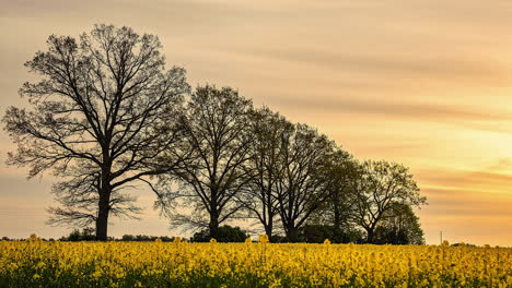 Paisaje-De-Una-Línea-De-árboles-Enormes-Con-Pradera-De-Flores-Amarillas-Y-Cielo-Amarillo